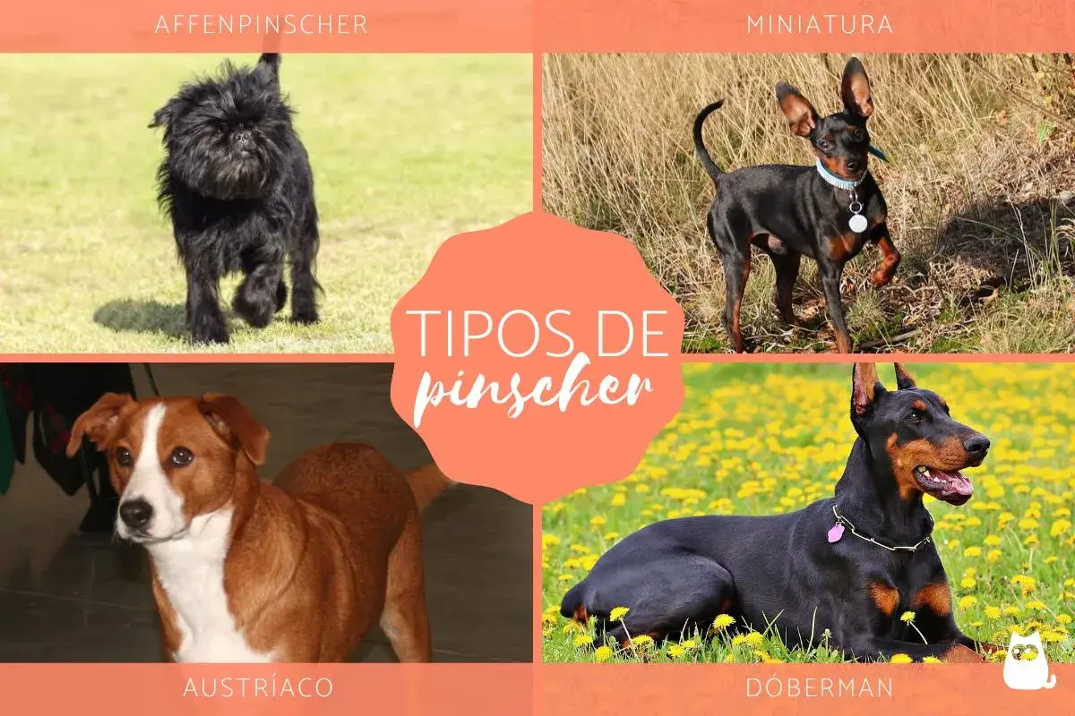 Affenpinscher, miniatura, austríaco y Dóberman: conoce los tipos de pinscher miniatura y sus diferencias.
