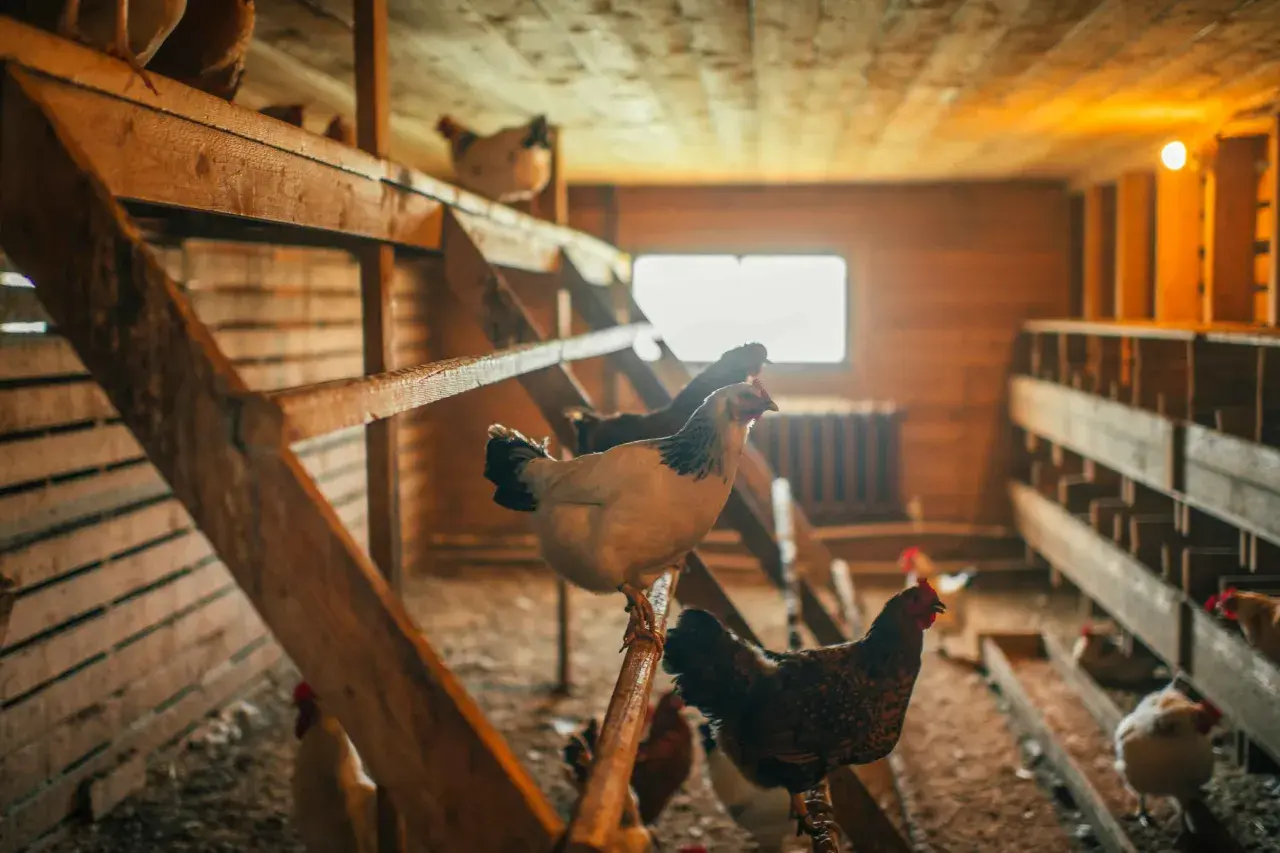 En el gallinero, una cría de gallinas se posa en una percha de madera. Otras gallinas se mueven por el suelo y en las perchas superiores.