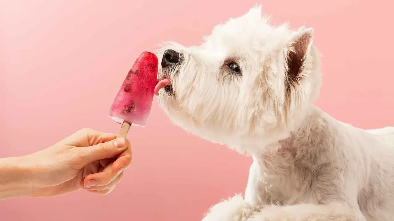 Un perro blanco disfruta de helados caseros para perros, lamiendo un palito de fruta roja sobre fondo rosa.