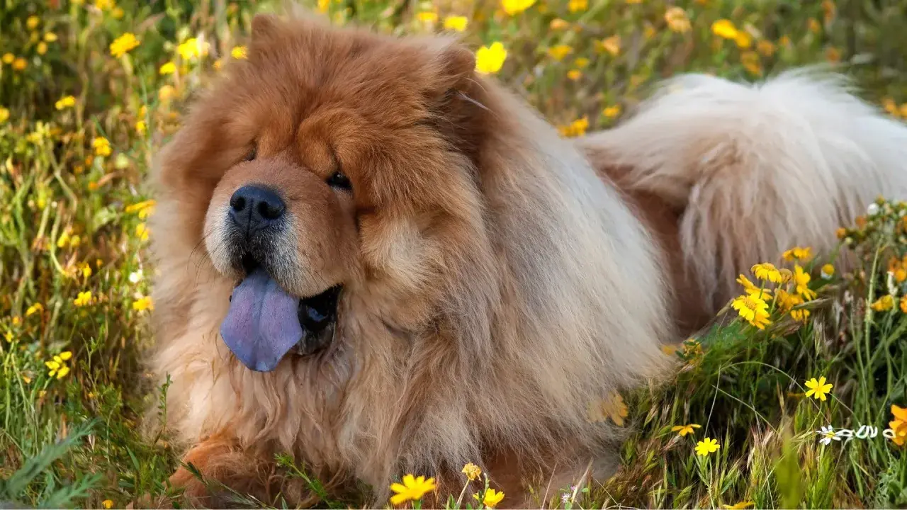Perro chow chow con lengua azul descansa feliz entre flores amarillas.