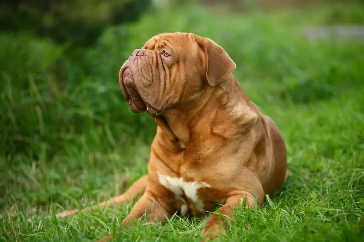 Un majestuoso dogo de burdeos descansa en la hierba verde, su piel rojiza y arrugada resalta contra el follaje.