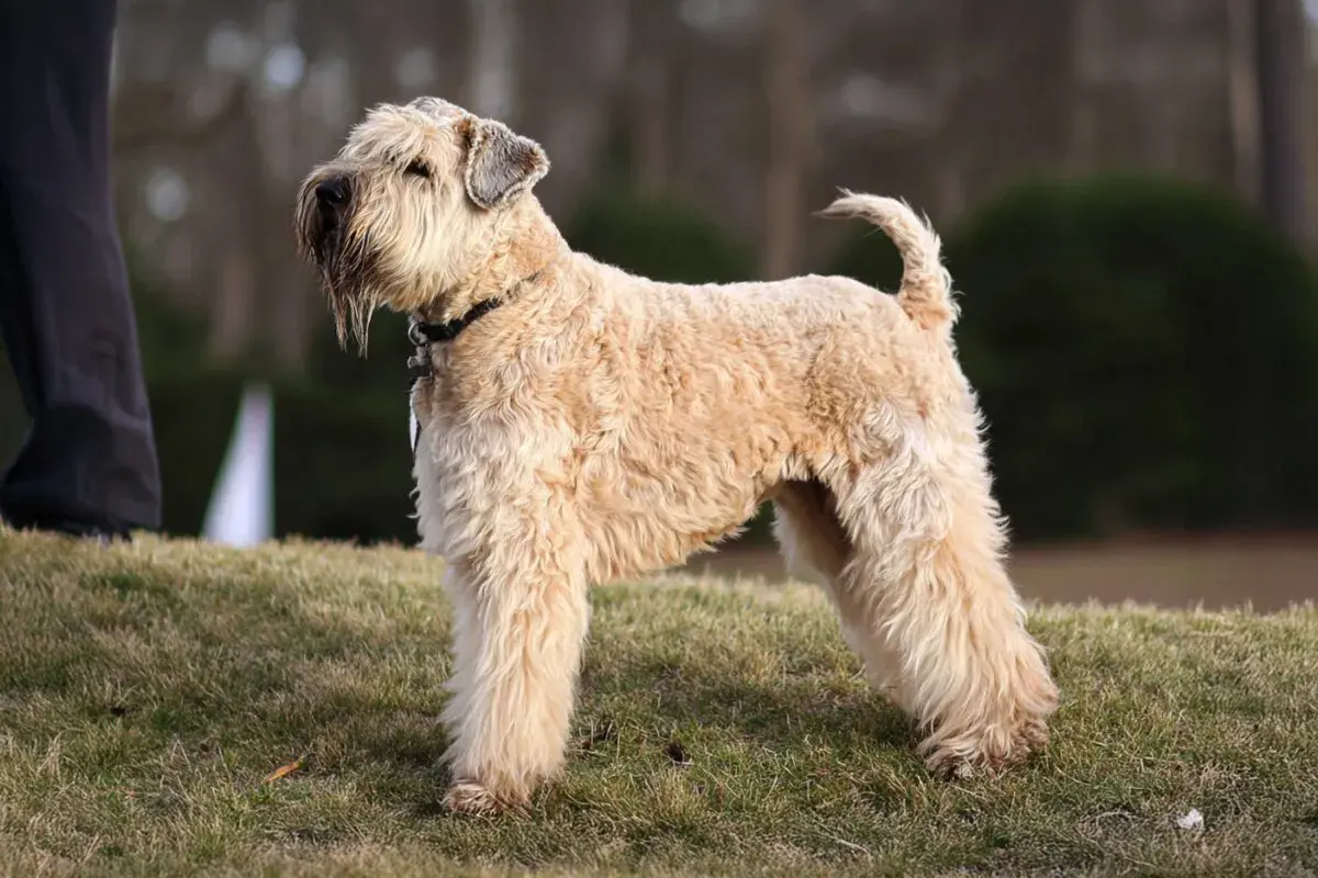 Un Irish Soft Coated Wheaten Terrier de pelaje dorado y ondulado, con su característica barba, posa en un césped.