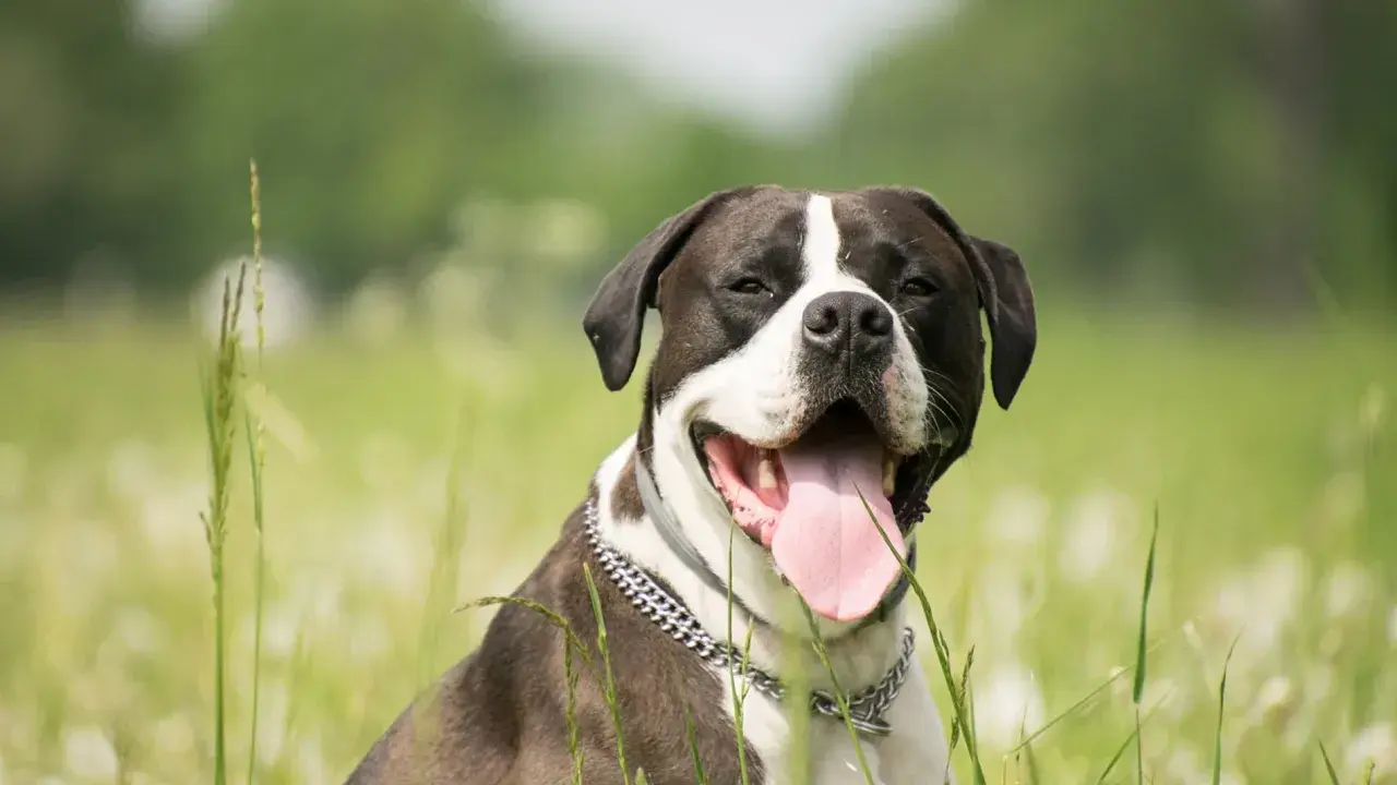 Un perro que no ladra, con su lengua rosada fuera, disfruta del campo verde.
