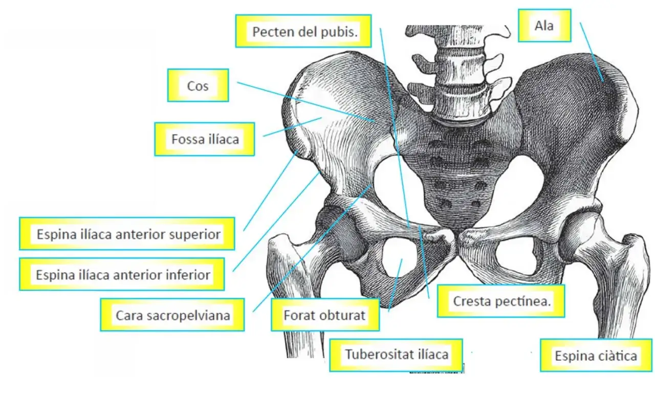 Anatomía de la pelvis humana, mostrando huesos como el ilion y el pubis. Las curvas de la pelvis, a veces llamadas