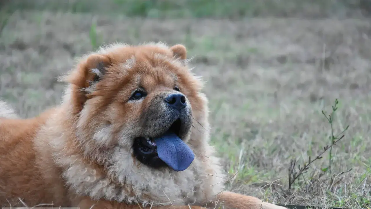 Un perro de pelaje dorado y esponjoso, con una llamativa lengua azul, descansa en la hierba.