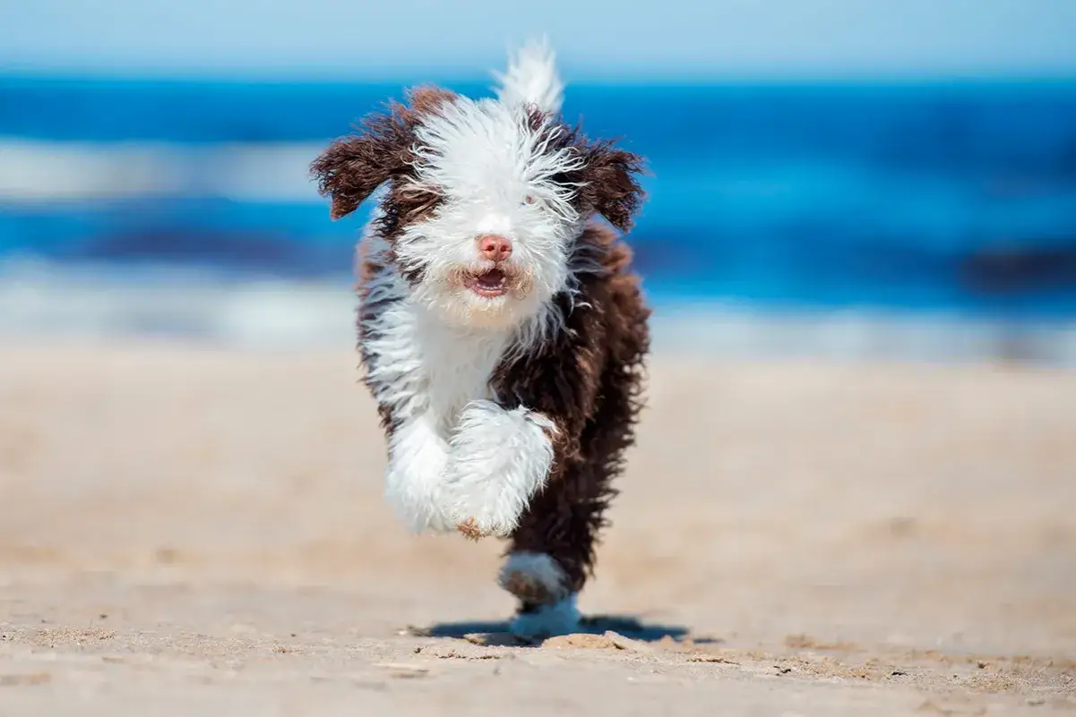 Un juguetón perro de agua corre por la playa, con el pelo revuelto y la lengua fuera, listo para un chapuzón en el mar azul.