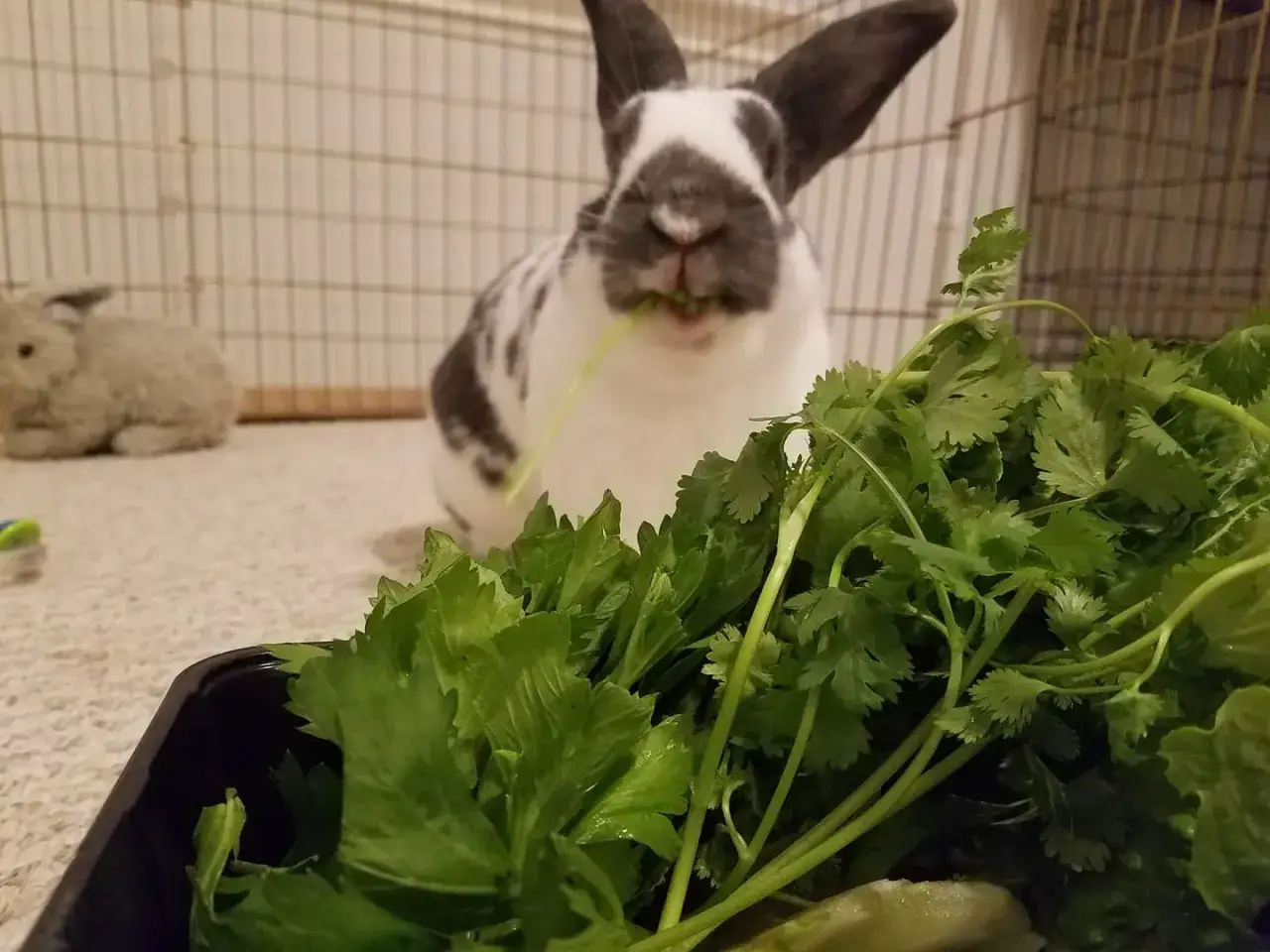 Conejo blanco y negro mordisquea cilantro fresco. ¡Los conejos pueden comer espinacas y otras verduras de hoja verde!