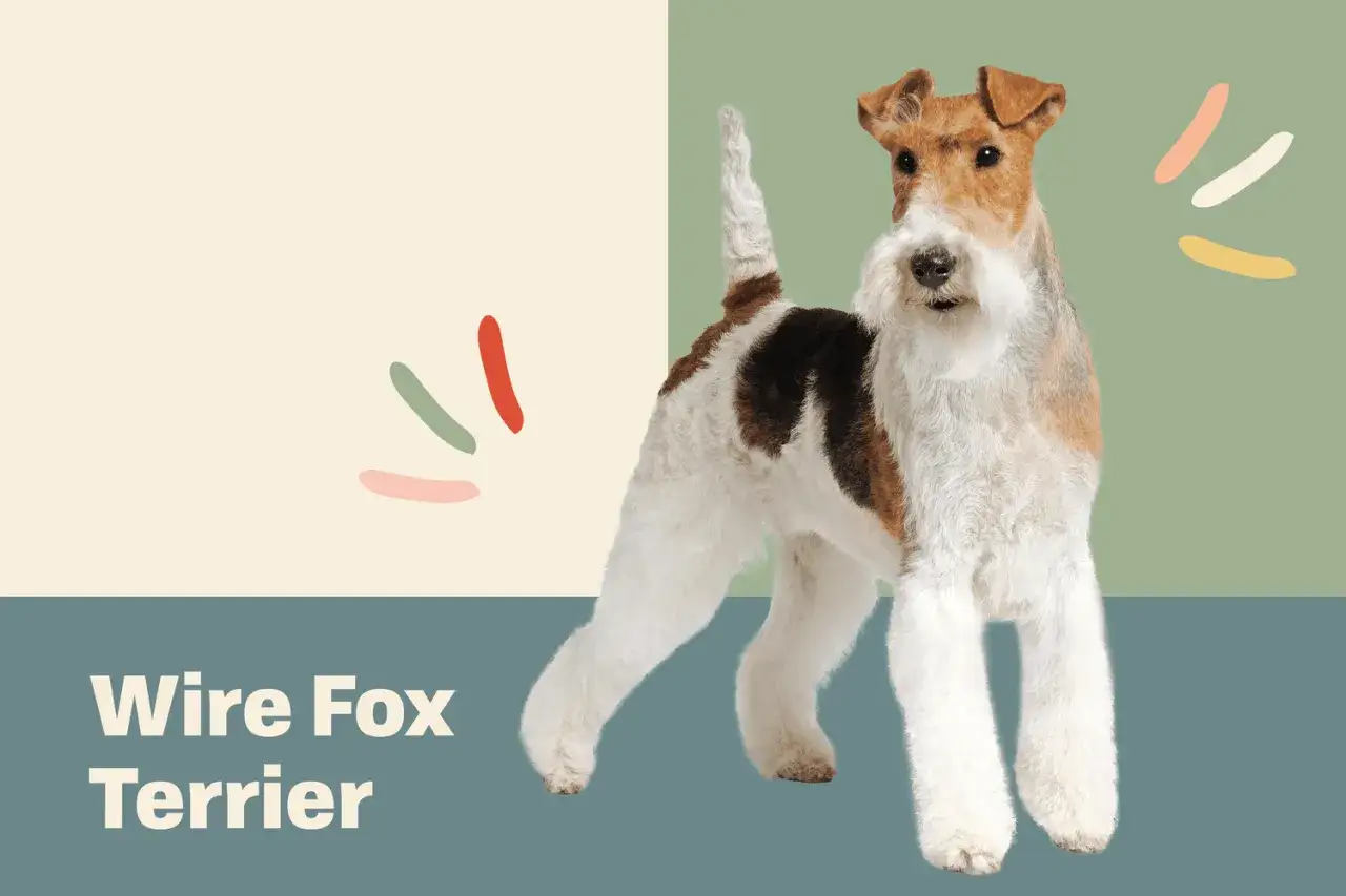 Un vivaz fox terrier pelo duro, con su caracter&iacute;stico pelaje &aacute;spero y tricolor, posa con orgullo.