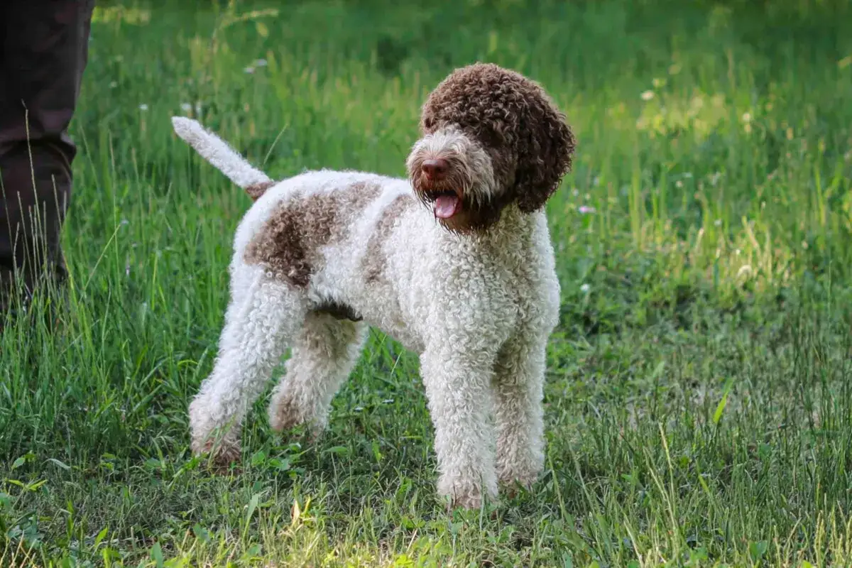 Un perro de agua italiano, con su caracter&iacute;stico pelaje rizado blanco y marr&oacute;n, descansa en la hierba.