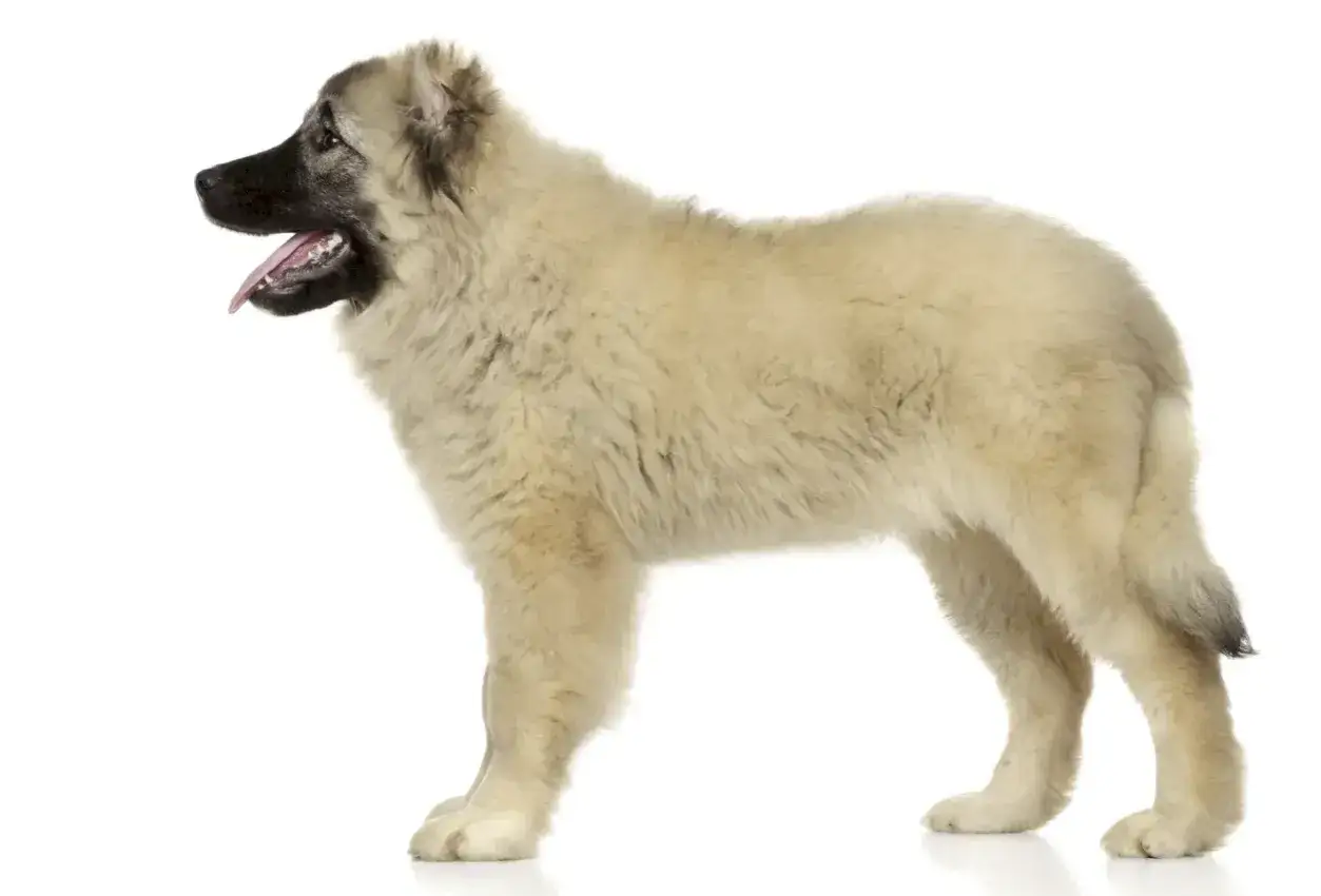 Un cachorro de pastor del C&aacute;ucaso, con pelaje largo y denso, orejas ca&iacute;das y hocico oscuro, posa con la lengua fuera.