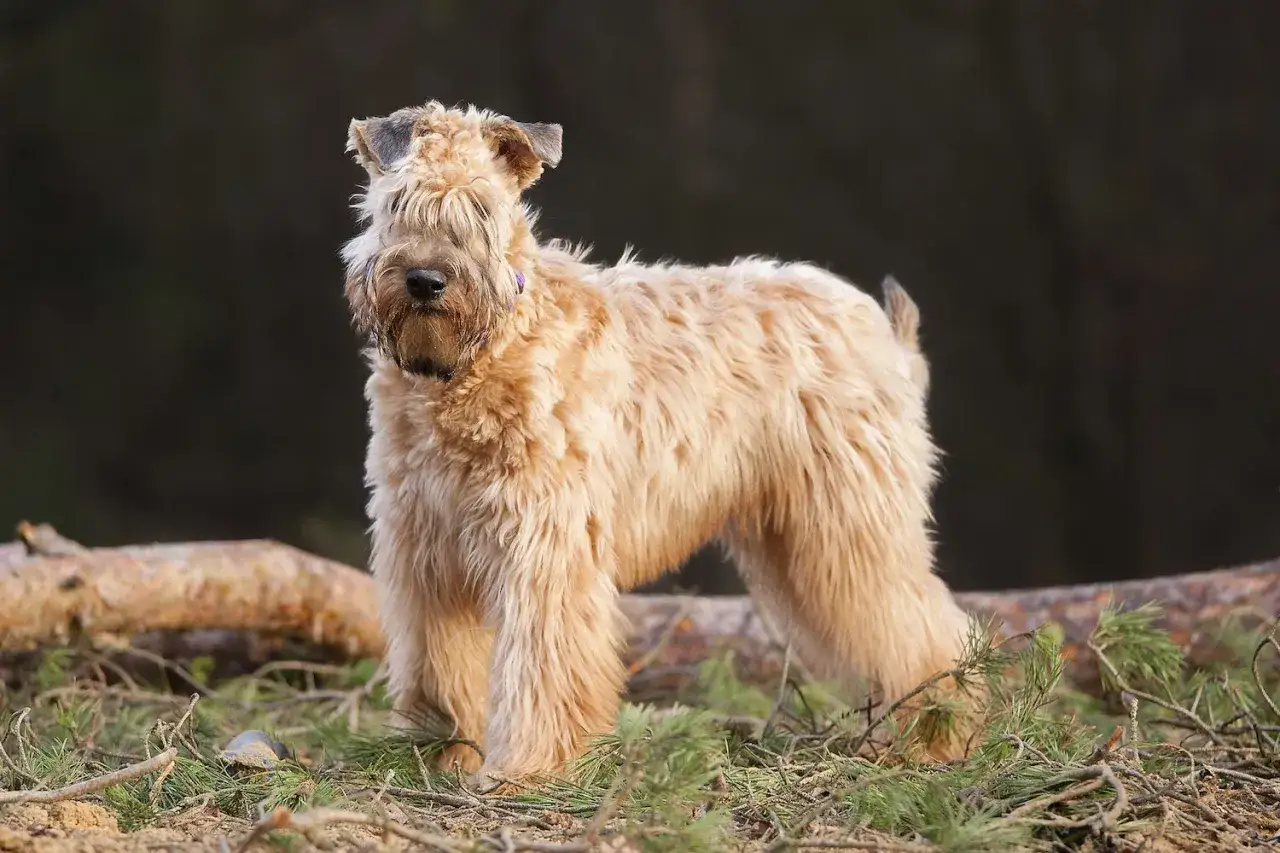 Un Irish Soft Coated Wheaten Terrier de pelaje dorado y suave posa en un bosque, rodeado de ramas y troncos.