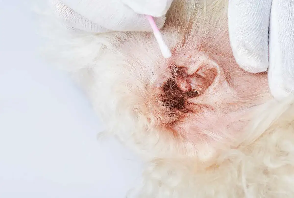 Limpieza de la oreja de un perro con sarna. Un hisopo de algodón retira suciedad y cera.