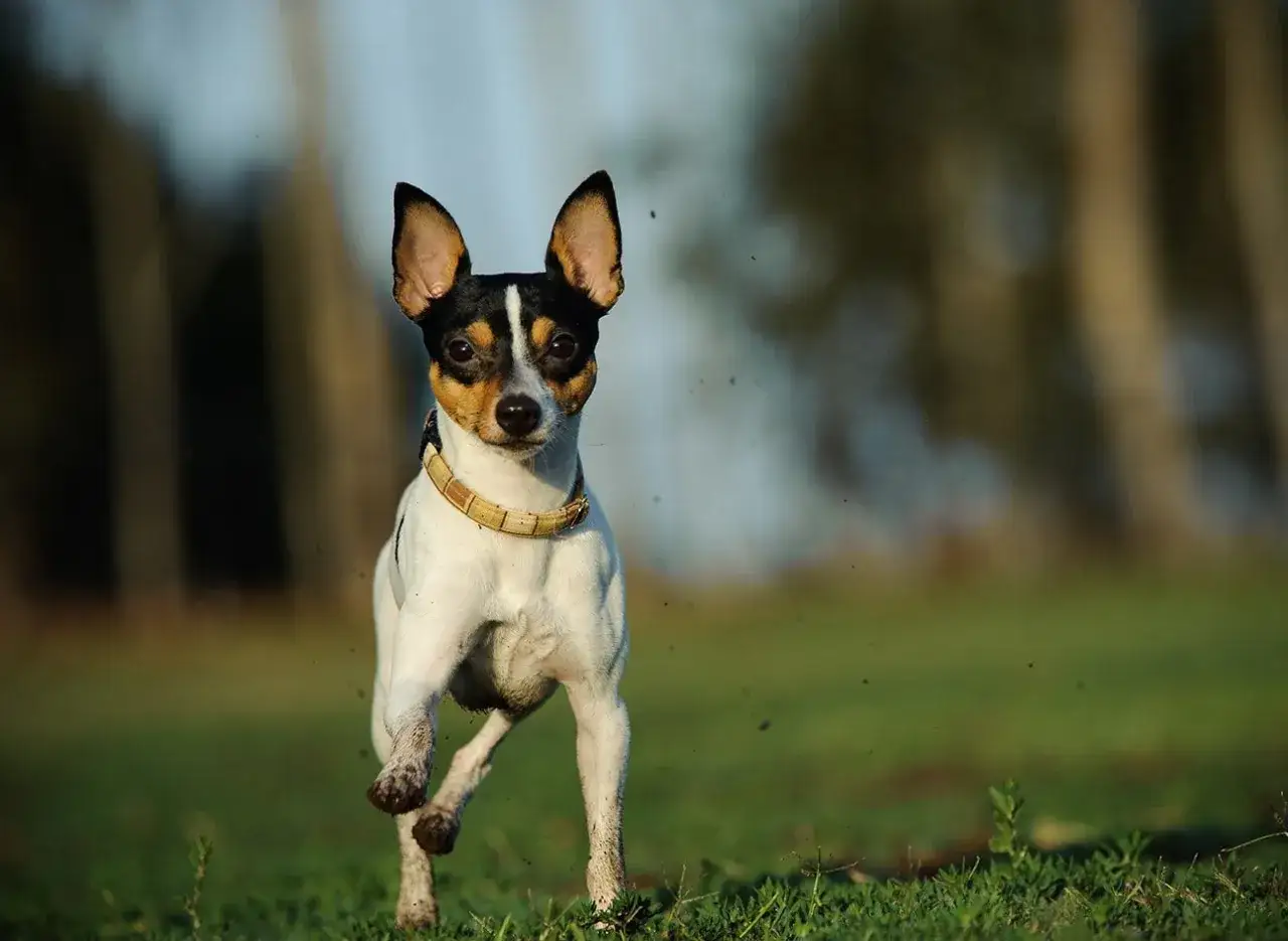 Un en&eacute;rgico fox terrier mini corre por el c&eacute;sped, con sus orejas puntiagudas y su collar de cuero.