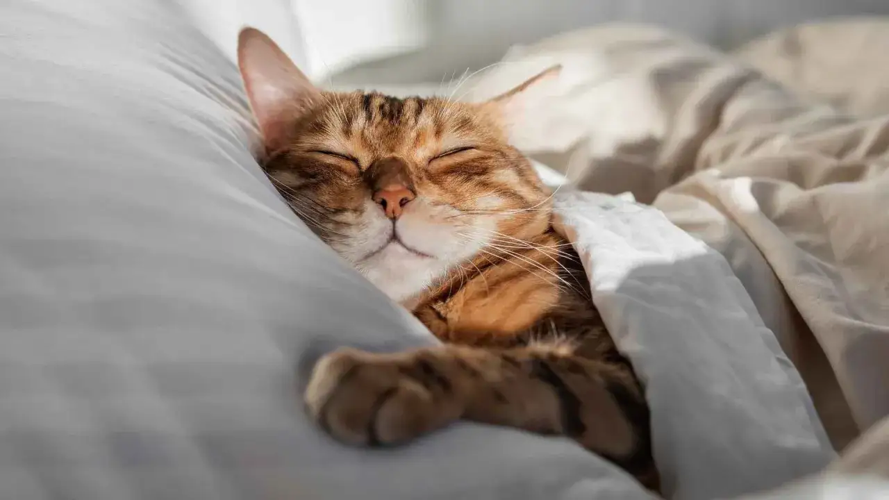 Gato atigrado durmiendo pl&aacute;cidamente bajo las s&aacute;banas. Un ejemplo perfecto de como relajar a un gato.