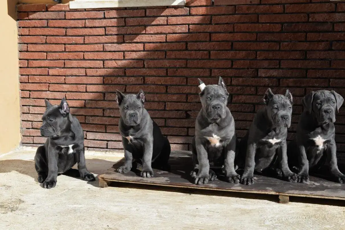 Cinco cachorros de cane corso, todos grises con marcas blancas en el pecho, sentados frente a una pared de ladrillos.