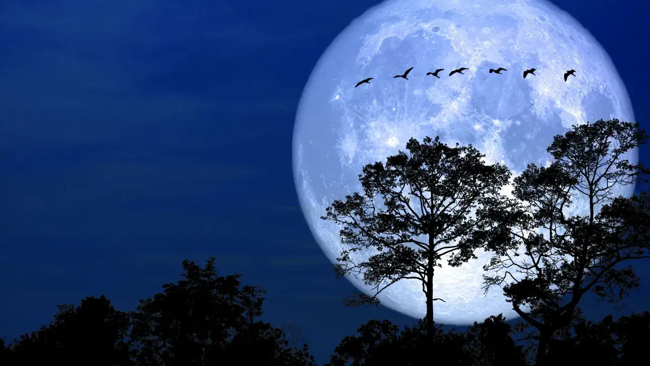 Silueta de árboles bajo una enorme luna llena azul, con pájaros volando. Un presagio de la luna llena febrero 2026.