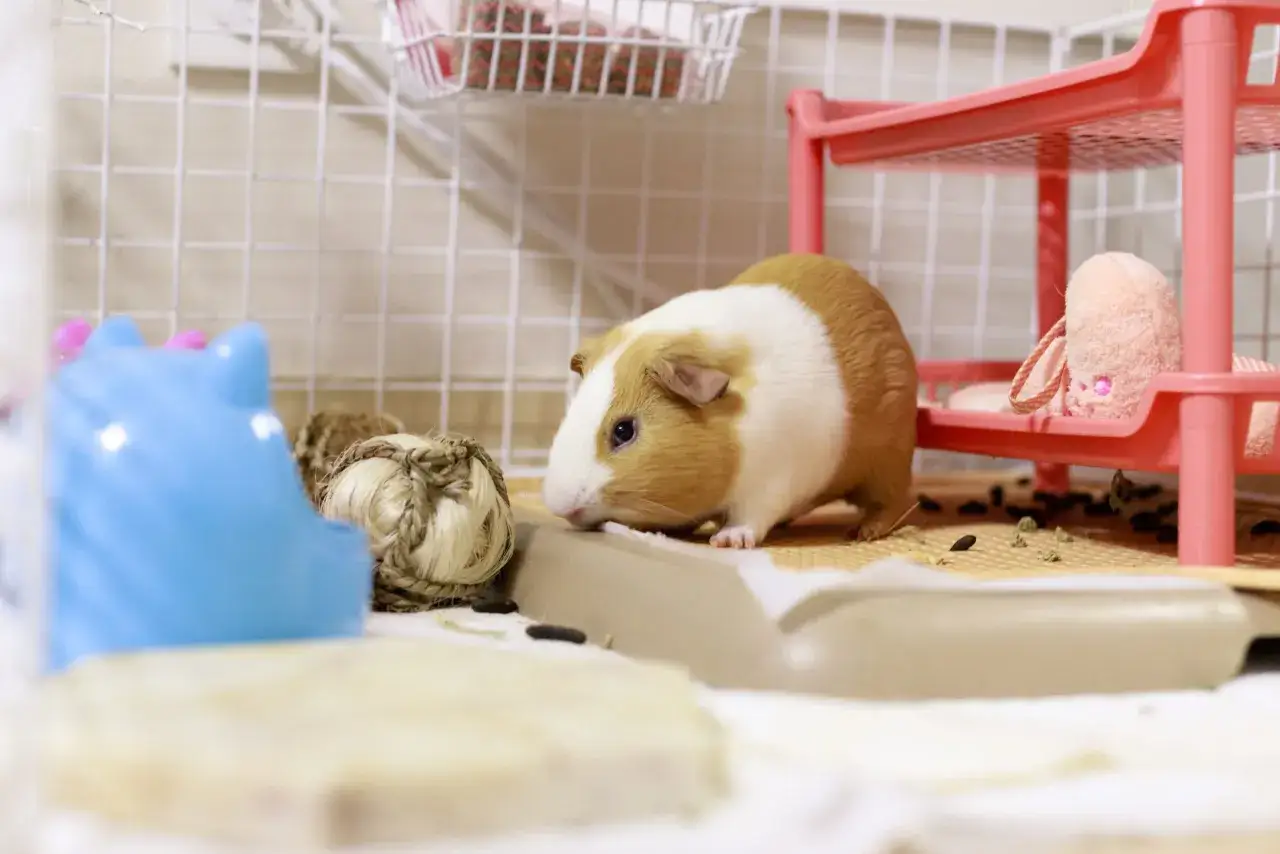 Un adorable cobaya marr&oacute;n y blanco explora su jaula, con juguetes y una cama rosa de dos niveles.