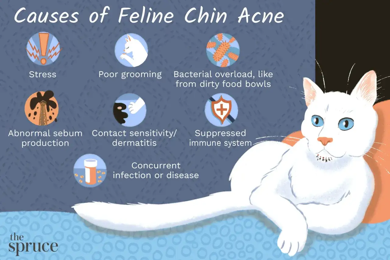 Infografía sobre las causas del acné en gatos: estrés, mala higiene, bacterias, etc. Un gato blanco con ojos azules mira al frente.