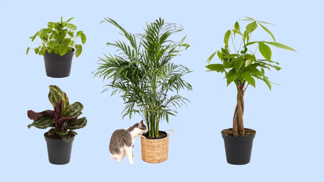 Gato curioso olisquea una palmera, rodeado de plantas no tóxicas para gatos: Pilea, Calathea y Pachira.