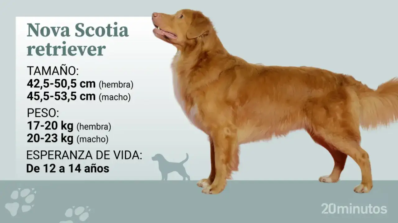 Un perro Nova Scotia retriever de pelaje dorado, con informaci&oacute;n sobre su tama&ntilde;o, peso y esperanza de vida.
