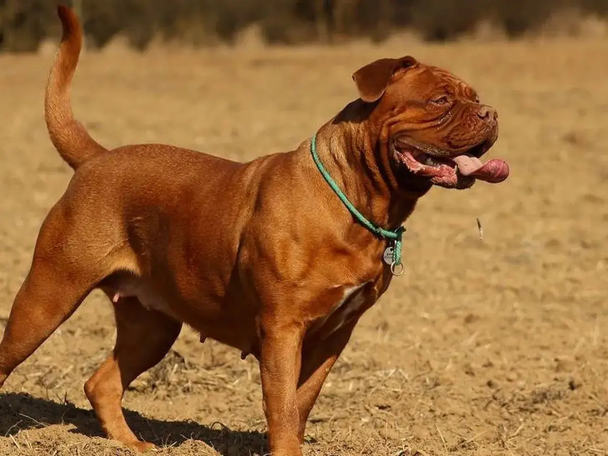 Un Dogo de Burdeos, con su pelaje rojizo y musculatura imponente, descansa en un campo seco, con la lengua fuera y una expresi&oacute;n amigable.