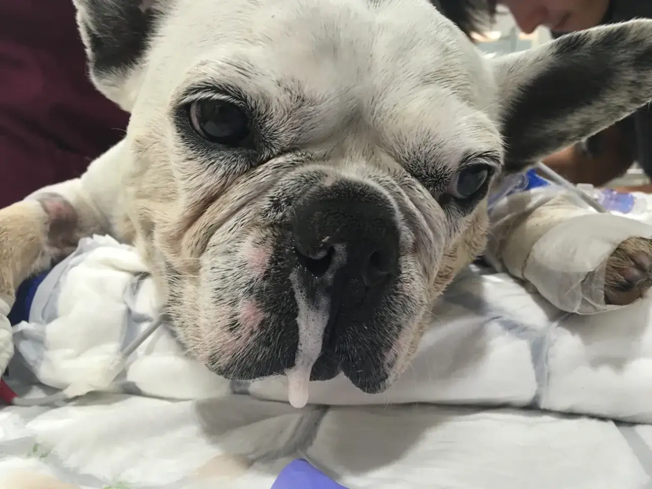 Un bulldog francés con mocos que le cuelgan. Tiene vendajes en las patas y parece estar en una clínica veterinaria.