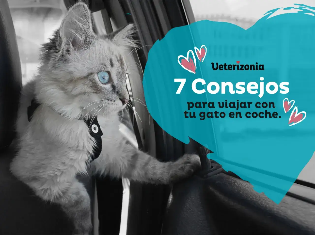 Un gato con ojos azules mira por la ventana del coche. El texto dice 