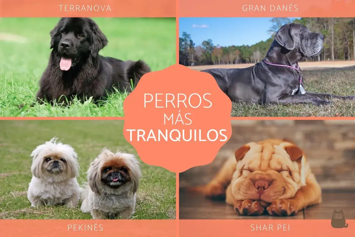 Un Terranova, Gran Dan&eacute;s, Pekin&eacute;s y Shar Pei, perros que no ladran mucho, descansan pl&aacute;cidamente.