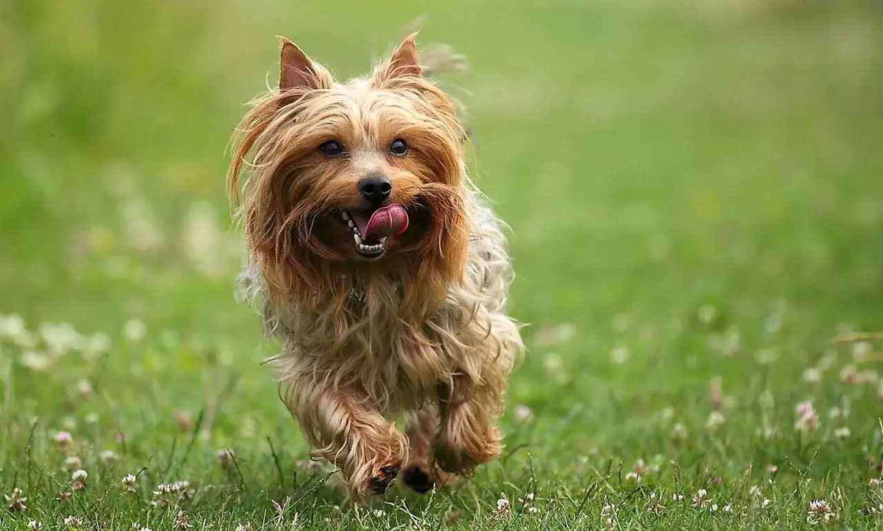 Un alegre dandie dinmont terrier corre por el césped, con la lengua fuera y el pelo al viento.
