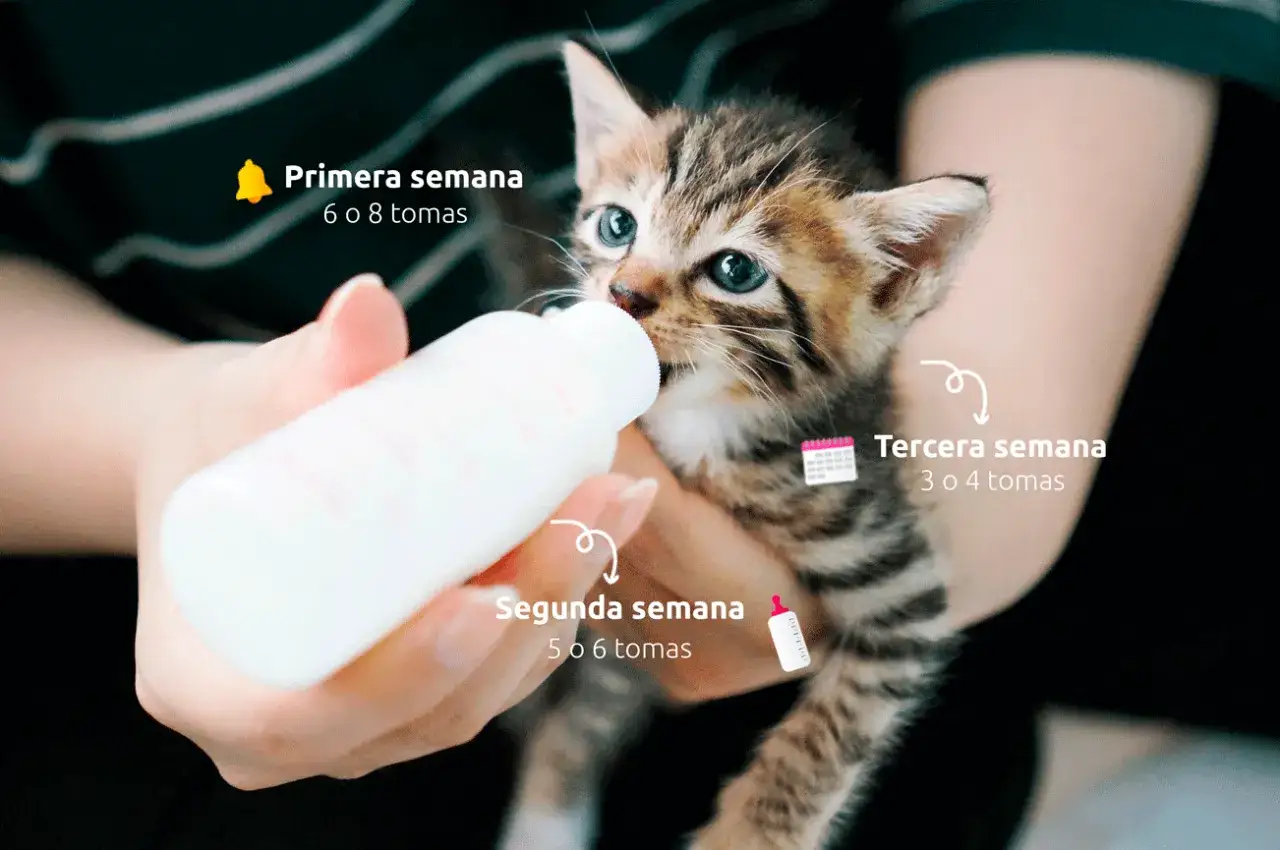 Un tierno gato de 3 semanas bebe leche de un biber&oacute;n. Las indicaciones muestran la evoluci&oacute;n de las tomas semanales.