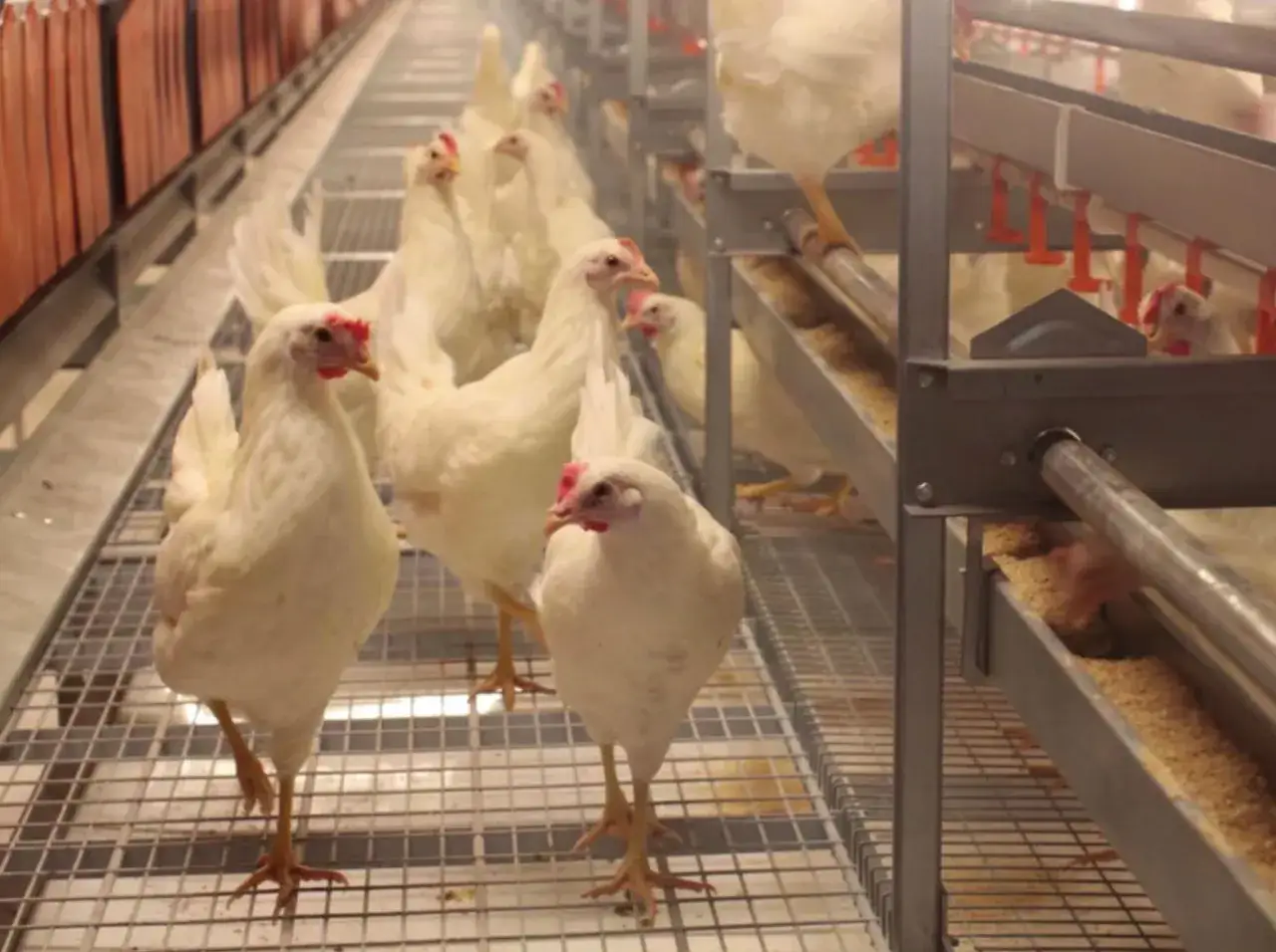 Un grupo de gallinas blancas en una granja, algunas con aspecto saludable y otras que podr&iacute;an estar afectadas por la gripe aviar.