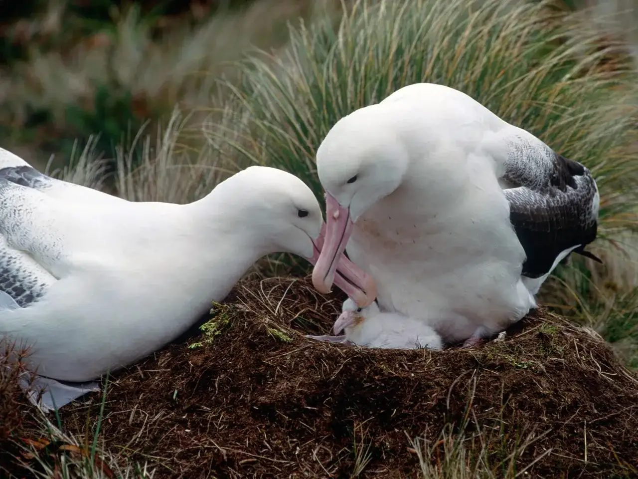 Dos albatros blancos alimentan a su polluelo en un nido, mostrando c&oacute;mo se reproducen los p&aacute;jaros.