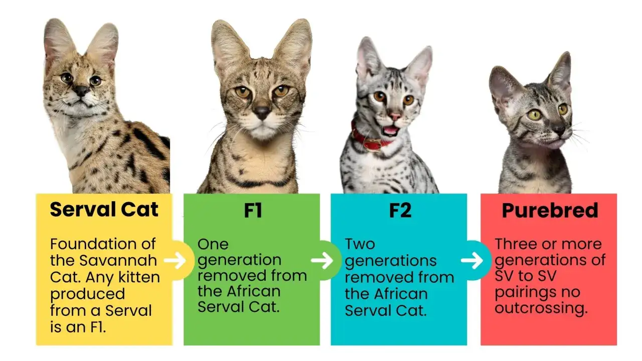 Cuatro gatos: Serval, F1, F2 y puro, mostrando la evoluci&oacute;n del gato Savannah y su tama&ntilde;o.