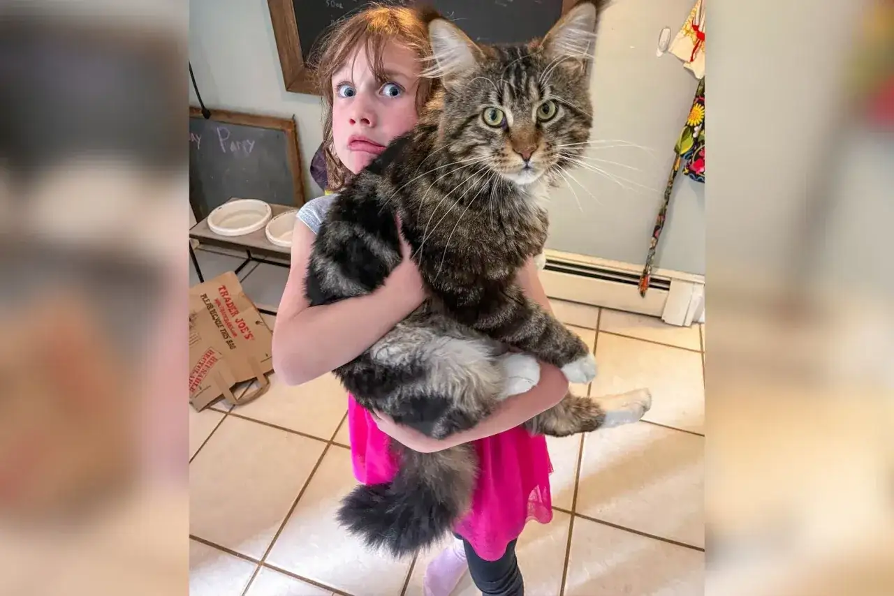 Ni&ntilde;a sorprendida abraza a un maine coon gigante, su pelaje atigrado y cola esponjosa parecen un peluche.