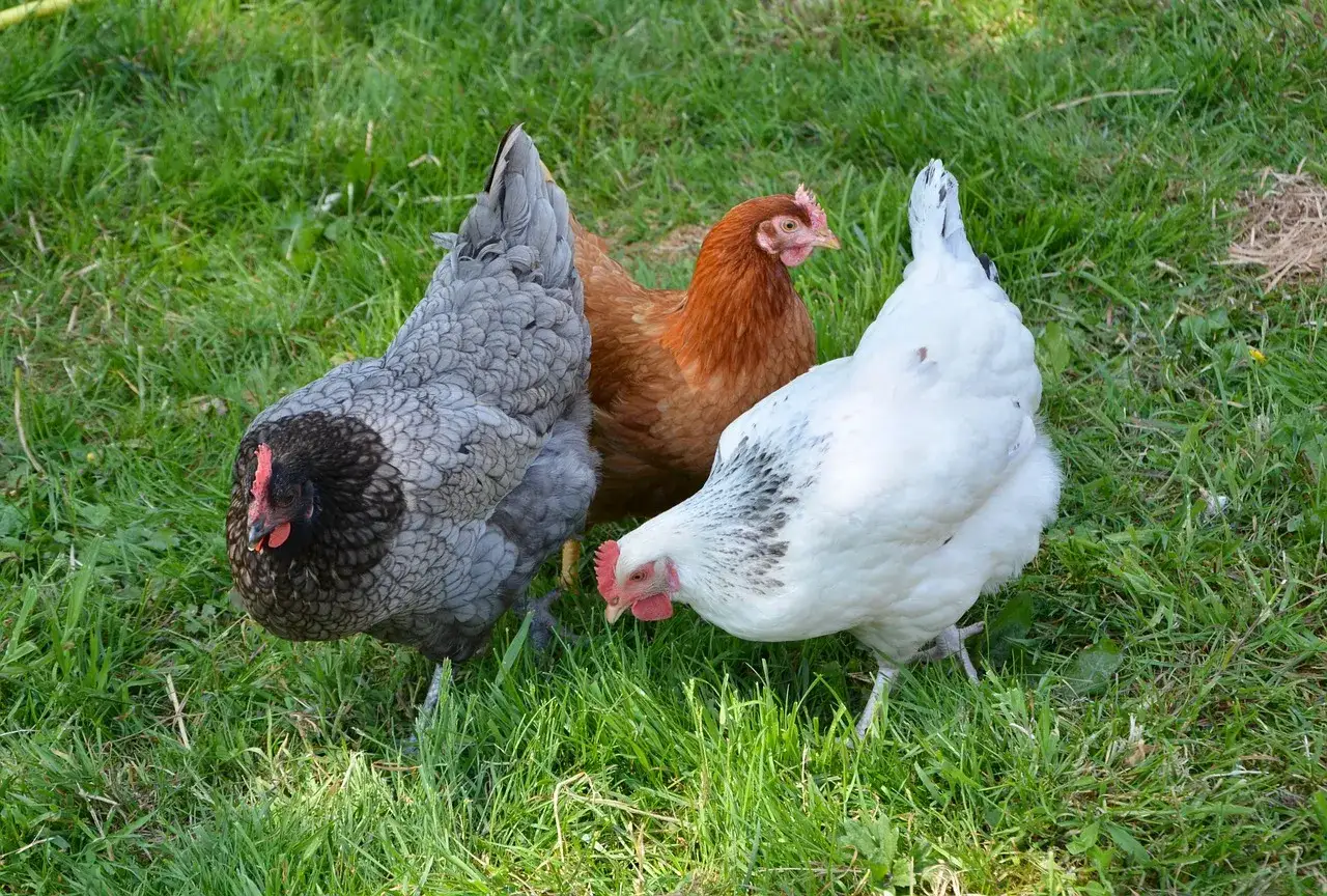 Tres gallinas, una gris, una marrón y una blanca, picotean hierba fresca. Una linda cria de gallinas disfrutando del día.