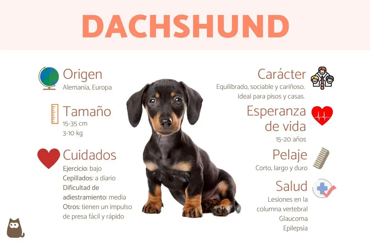 Adorable perro salchicha teckel, con informaci&oacute;n sobre su origen, tama&ntilde;o, cuidados, car&aacute;cter, esperanza de vida, pelaje y salud.