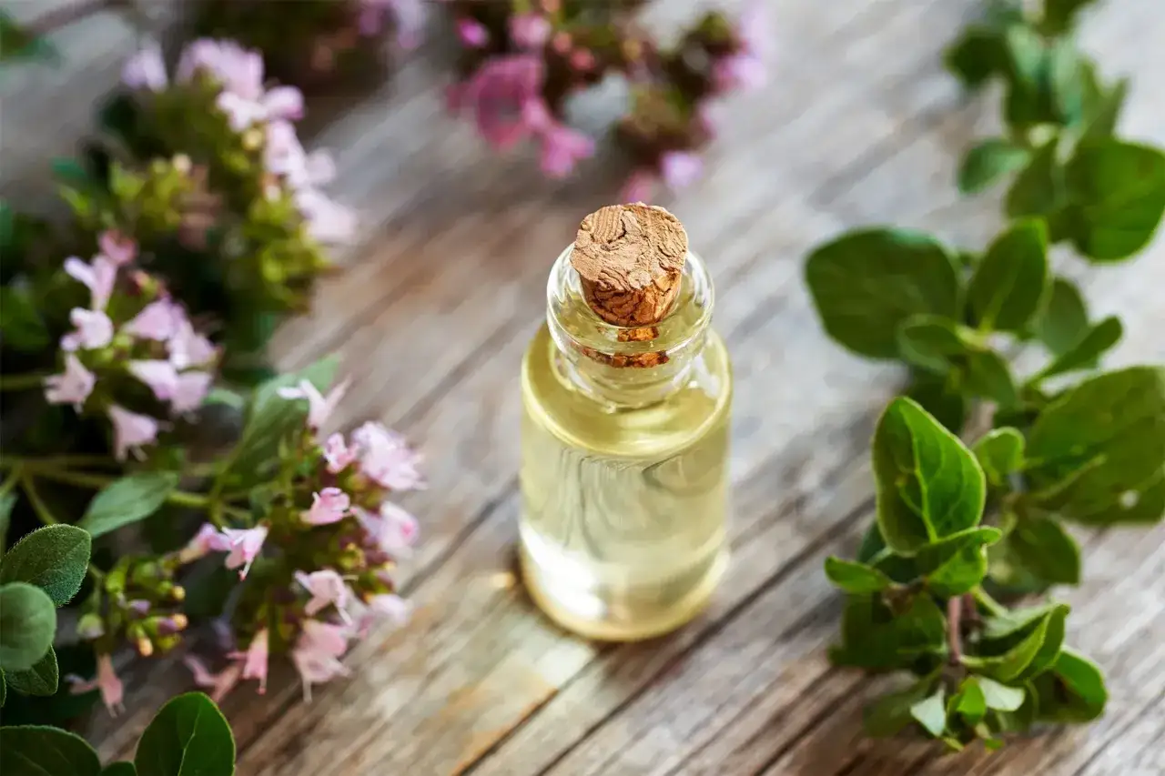 Aceite de or&eacute;gano en frasco, rodeado de ramas de or&eacute;gano fresco. Descubre c&oacute;mo tomar el aceite de or&eacute;gano para adelgazar.