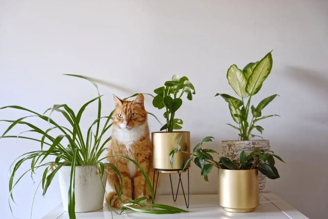 Gato naranja junto a varias plantas de interior, un ejemplo de plantas no tóxicas para gatos.