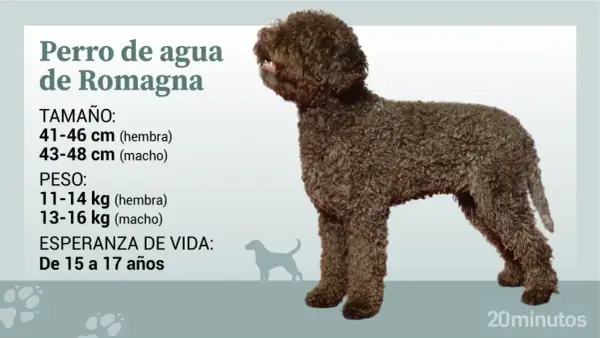 Perro de agua de Romagna con pelaje rizado marrón, de pie, con información sobre tamaño, peso y esperanza de vida.