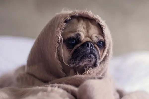 Un pug envuelto en una manta, con cara de "mi perro tiene mocos que le puedo dar".